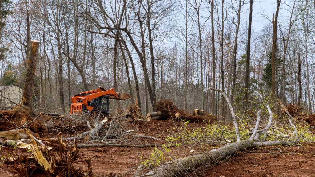 tree removal company near me
