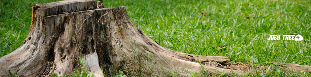 tree stump removal near me