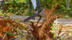 tree removal services in toledo ohio