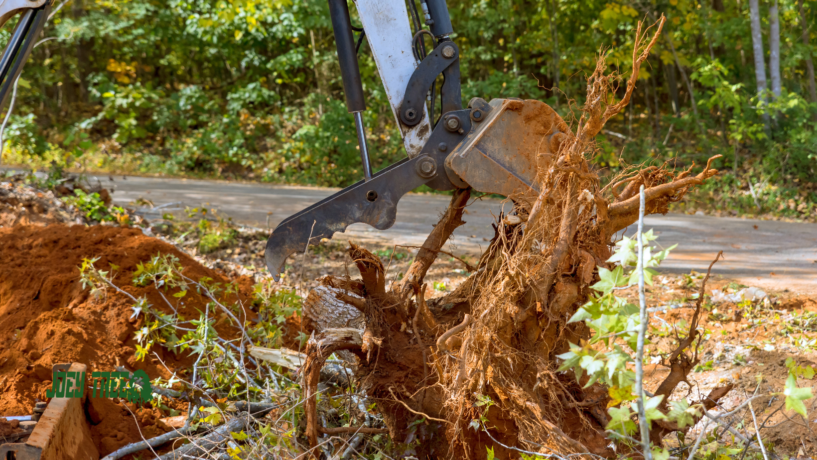 tree removal services in toledo ohio