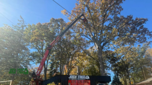 whitehouse oh tree trimming services