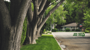 tree removal near me