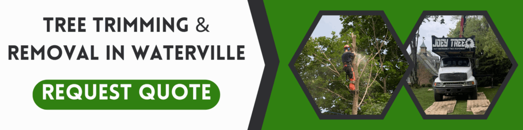 tree removal in waterville