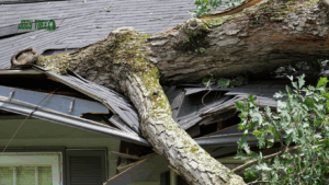 rossford tree removal company