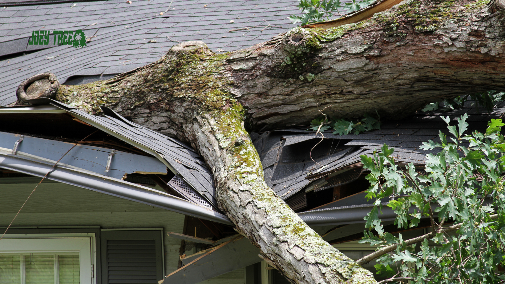 rossford tree removal company