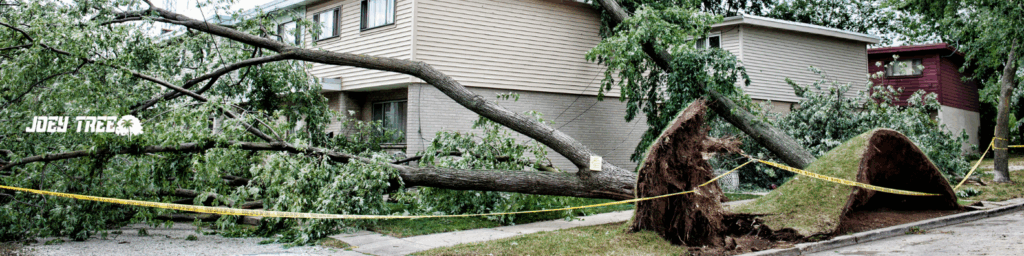 emergency tree removal services