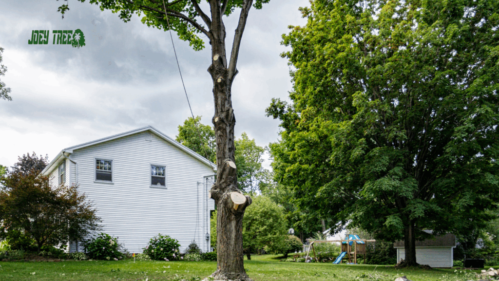 questions to ask tree removal company