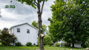 questions to ask tree removal company