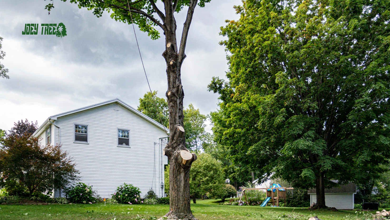 questions to ask tree removal company