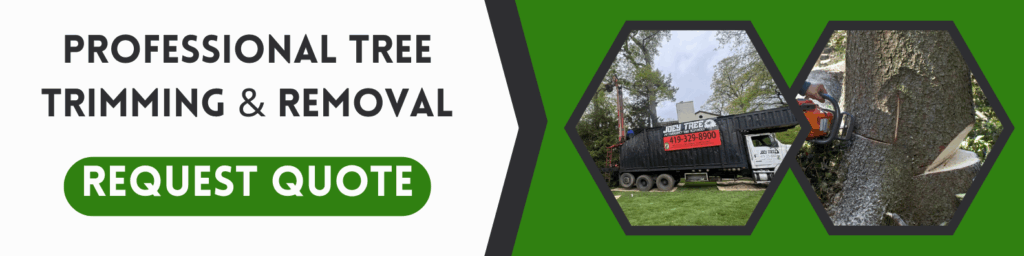 professional tree removal toledo