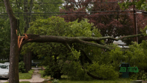 save a storm damaged tree