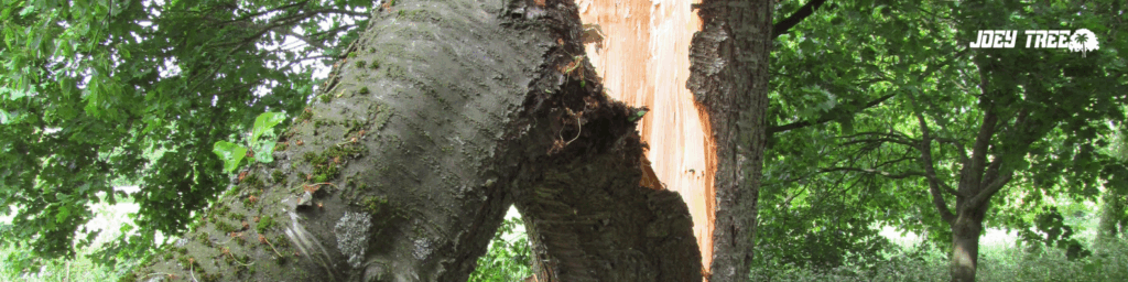 can my tree be saved