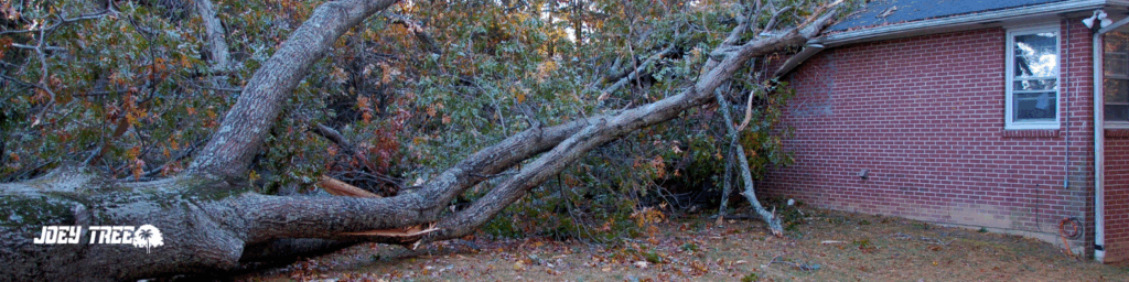 Fallen Tree Removal Service