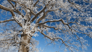 Winter-Proof Your Property with Smart Tree Care