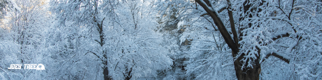 Tree Prep Tips for Toledo Homeowners