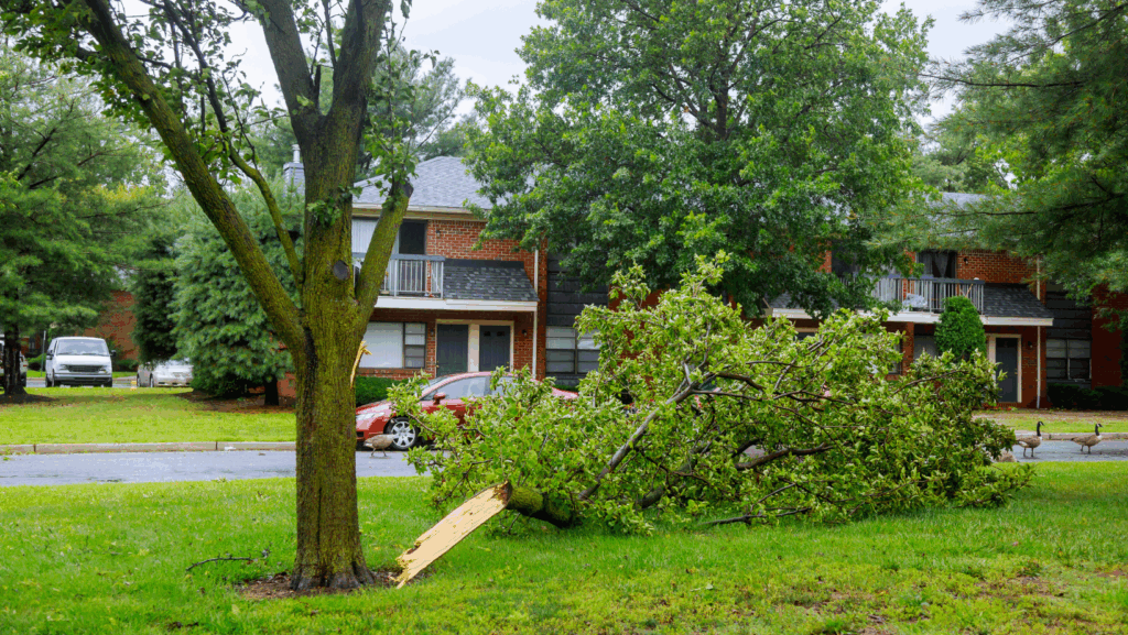 risky trees to have in toledo