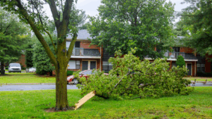risky trees to have in toledo