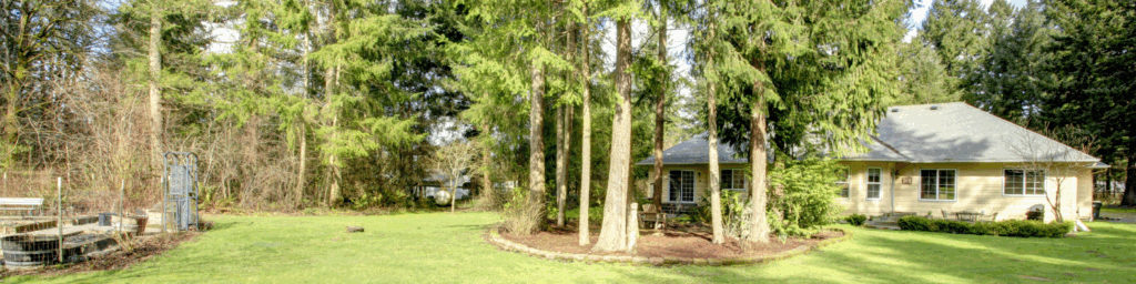 backyard tree removal