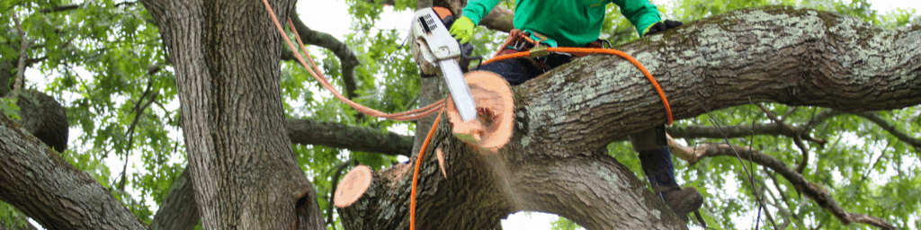 toledo tree removal