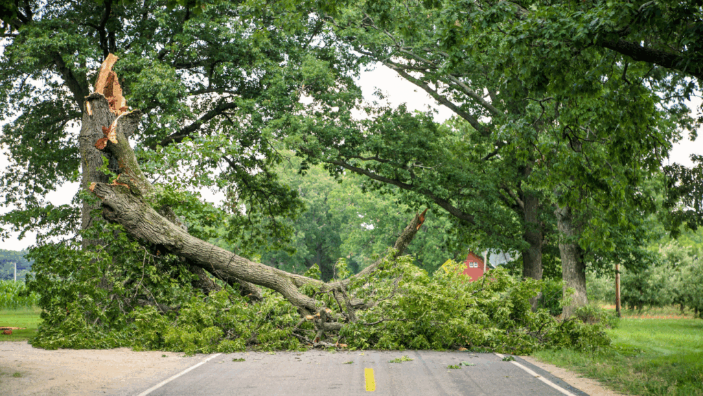 toledo storm clean up services