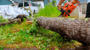 permit for tree removal toledo ohio