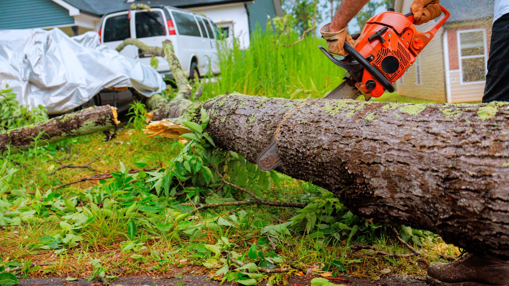 permit for tree removal toledo ohio