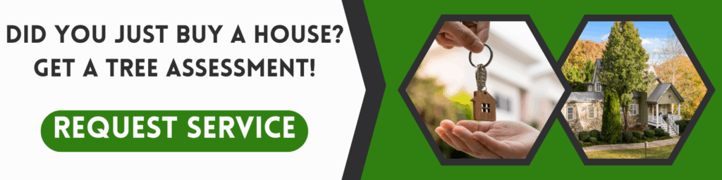 tree care company near me toledo