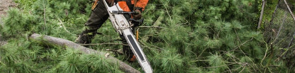 how to remove tree safely toledo