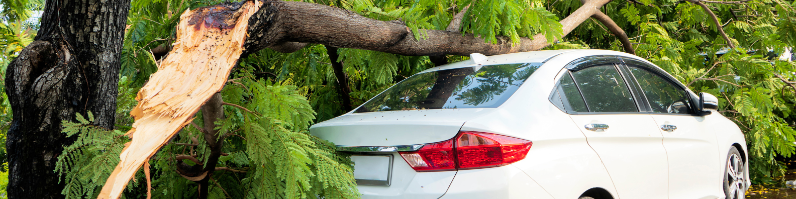 Large fallen tree limb completely crushing a car roof in a driveway