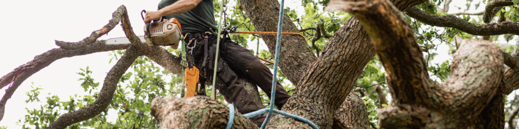 best tree removal company near me in toledo