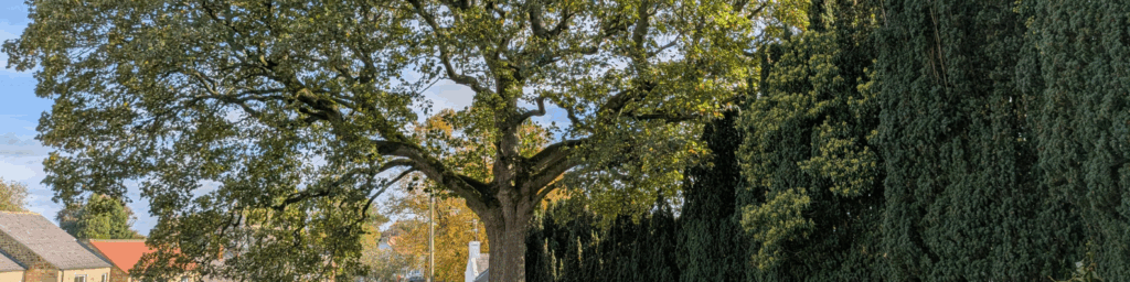 tree removal responsibility Ohio