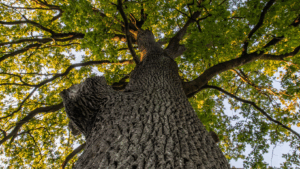 oak tree trimming company near me in toledo