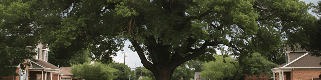 remove oak tree near me