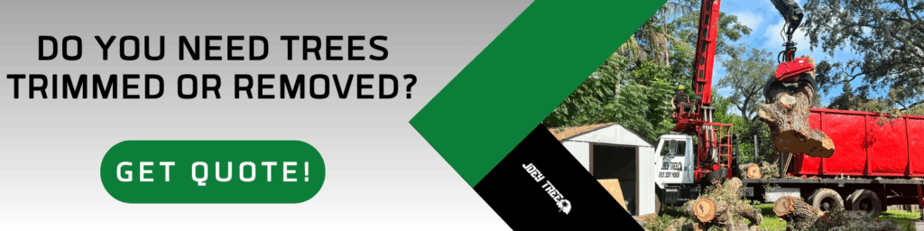 tree removal near me toledo