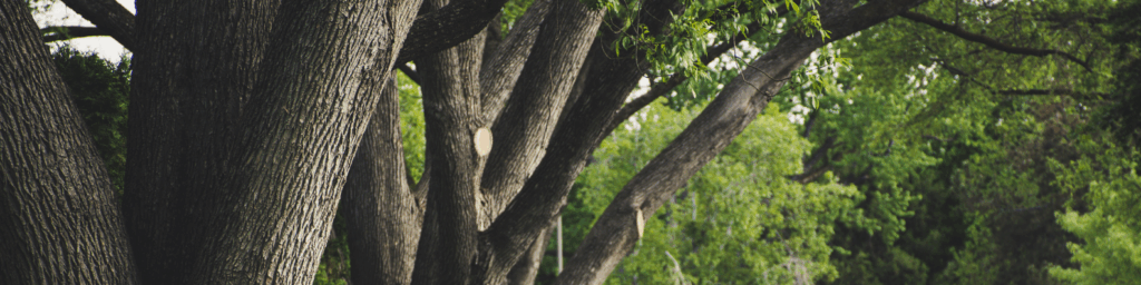 tree trimming laws Ohio