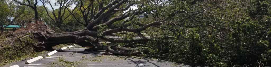 tree fell on power line