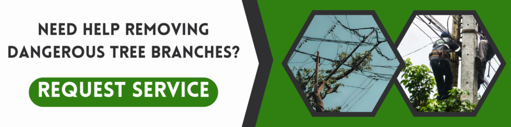 tree removal specialist near you