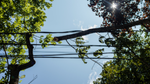 tree branch on power line in toledo help