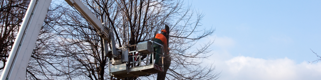 oak tree trimming