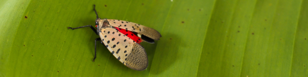 worst pests in toledo