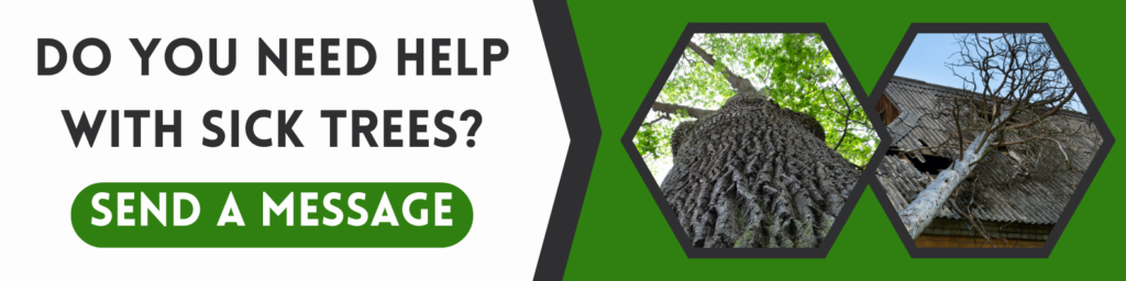 contact local tree specialist