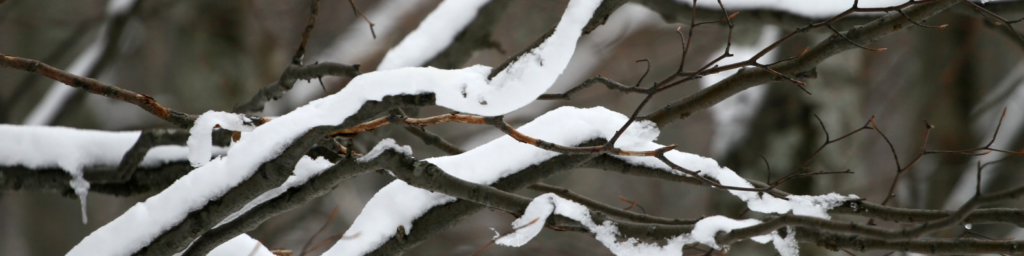 frozen tree branch