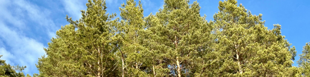 Storm-damaged topped tree with broken regrowth branches