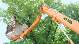 tree topping company toledo ohio