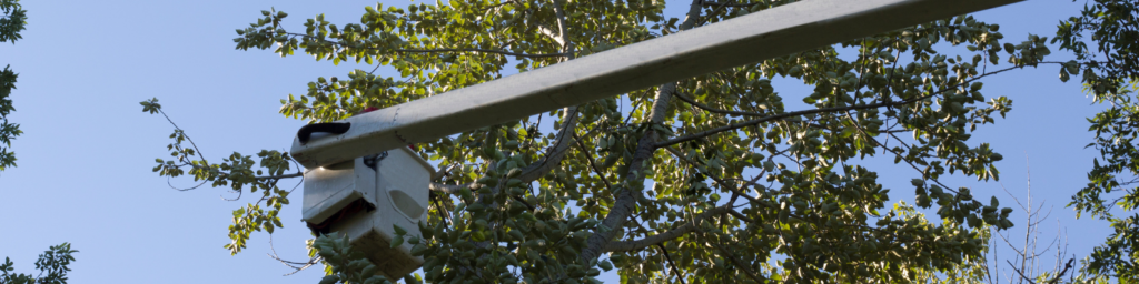 Comparison of tree topping versus proper pruning techniques
