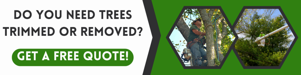 get a quote to remove tree