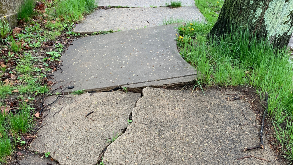 cracked sidewalk from tree roots help toledo