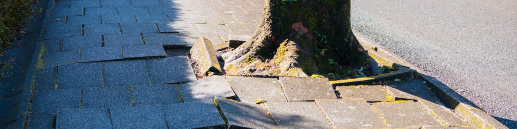 cracked sidewalk from roots