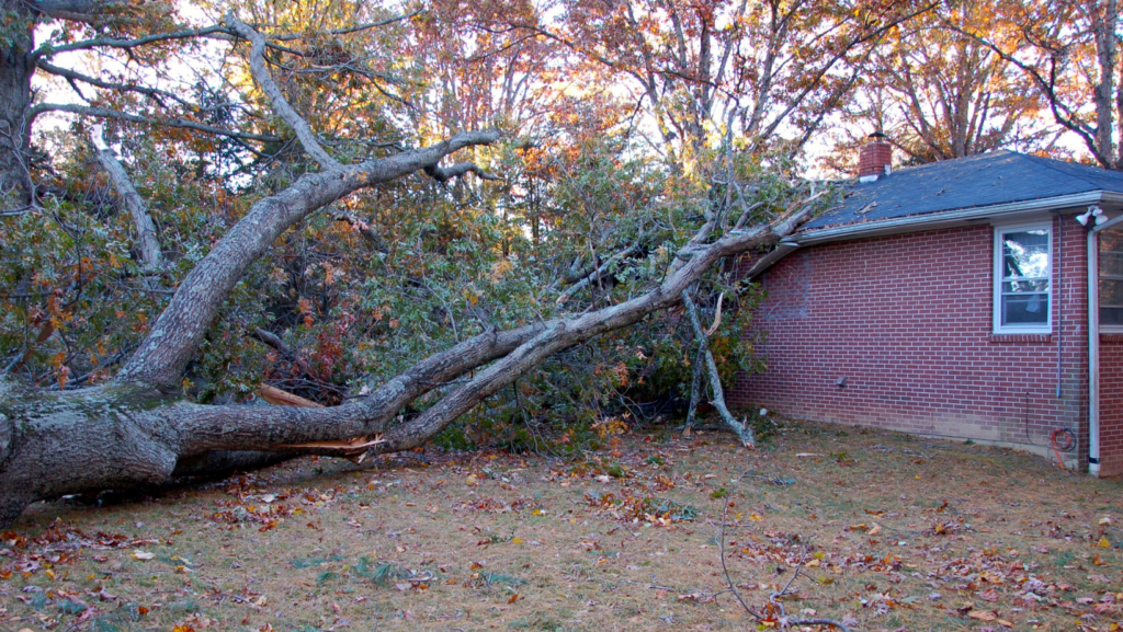 Toledo Tree Resource Guide for Storms, Permits, Pests, and Planting