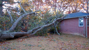 Toledo Tree Resource Guide for Storms, Permits, Pests, and Planting
